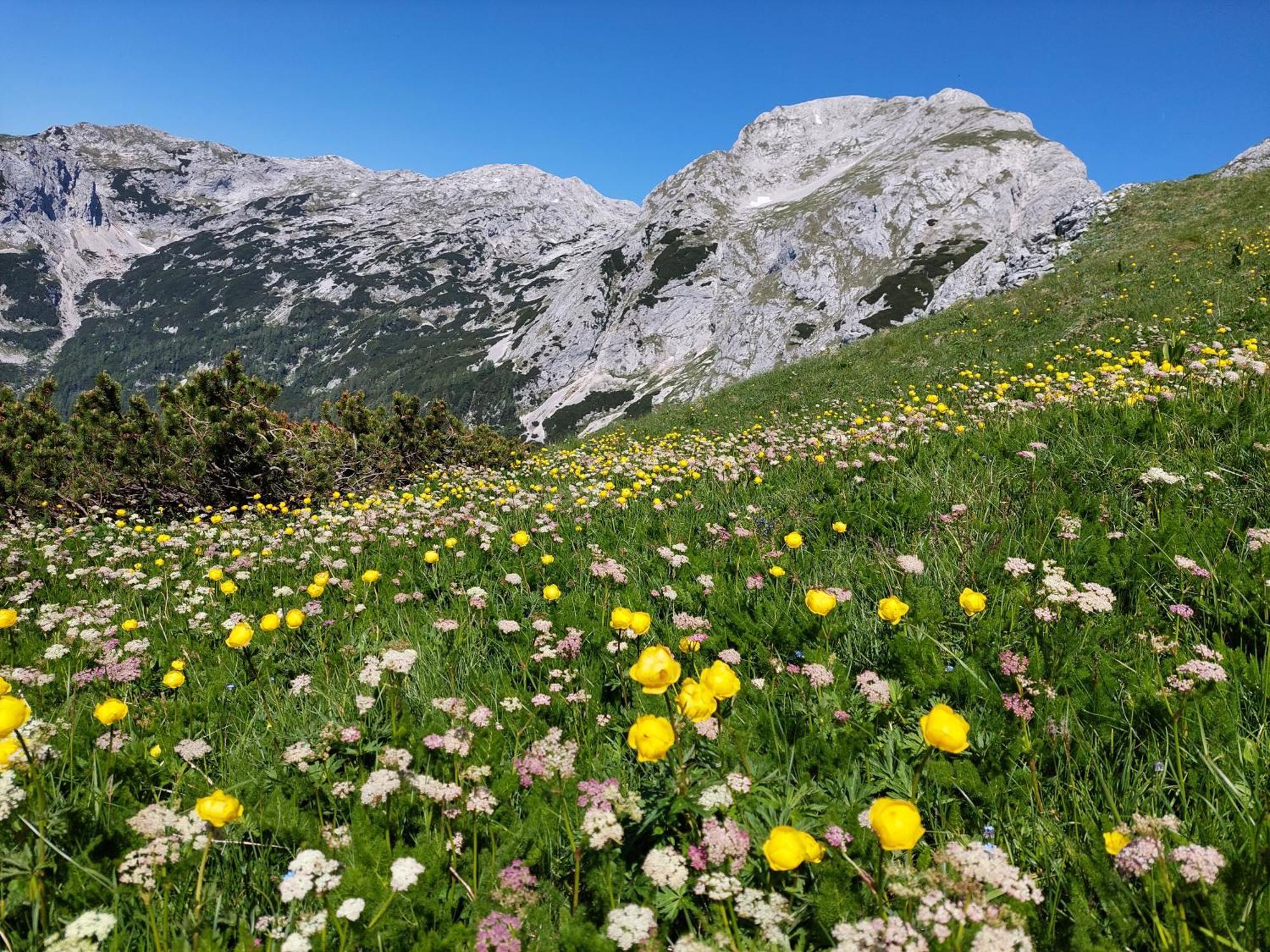 Apartmaji Vesna Bohinj Εξωτερικό φωτογραφία